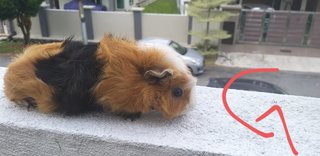 Guinea Pig  - Guinea Pig + Gerbil Small & Furry