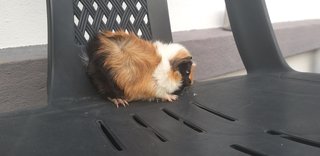 Guinea Pig  - Guinea Pig + Gerbil Small & Furry