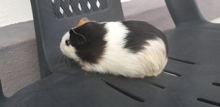 Guinea Pig  - Guinea Pig + Gerbil Small & Furry