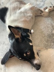 Kuno - Corgi Dog