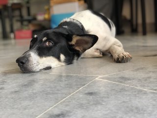 Kuno - Corgi Dog