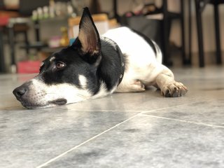Kuno - Corgi Dog