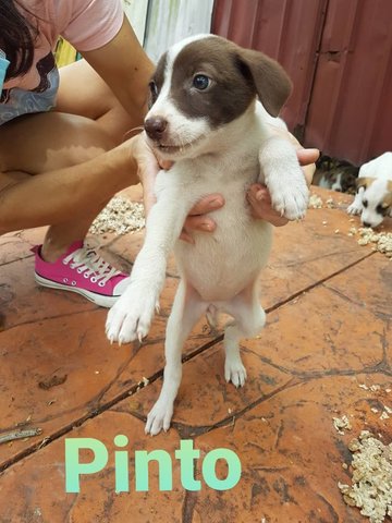 Pinto - Mixed Breed Dog