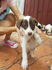 Pinto - Mixed Breed Dog