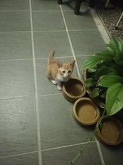 Ginger Boy - Tabby + Domestic Short Hair Cat