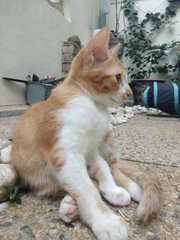 Ginger Boy - Tabby + Domestic Short Hair Cat