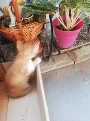 Ginger Boy - Tabby + Domestic Short Hair Cat