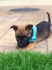 Trixie - Mixed Breed Dog