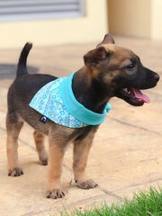 Trixie - Mixed Breed Dog