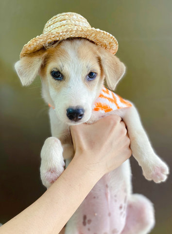 Pillow - Mixed Breed Dog