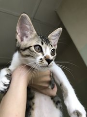 Tempeh - Domestic Short Hair Cat