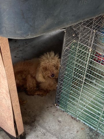 Abandoned Poodle In Puchong Perdana - Poodle Dog