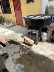 Abandoned Poodle In Puchong Perdana - Poodle Dog