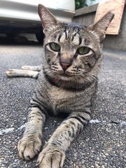 Romeo - Tabby + Domestic Short Hair Cat