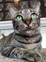 Romeo - Tabby + Domestic Short Hair Cat