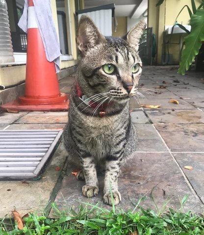 Romeo - Tabby + Domestic Short Hair Cat