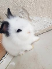 PF102087 - Lionhead Rabbit