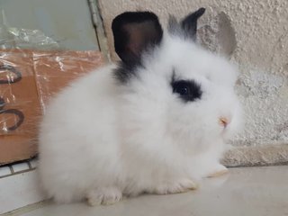 PF102087 - Lionhead Rabbit