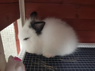 PF102087 - Lionhead Rabbit