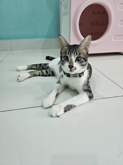 Preston 🩶🤍 - Domestic Short Hair Cat