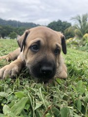 Kazoo - French Bulldog Mix Dog