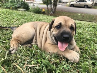 Kazoo - French Bulldog Mix Dog