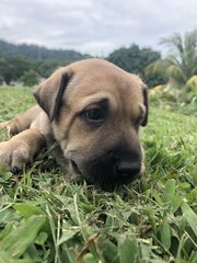 Kazoo - French Bulldog Mix Dog