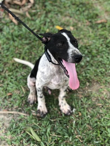 Scotch - Terrier Dog