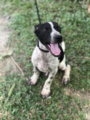 Scotch - Terrier Dog