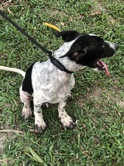 Scotch - Terrier Dog