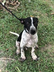 Scotch - Terrier Dog