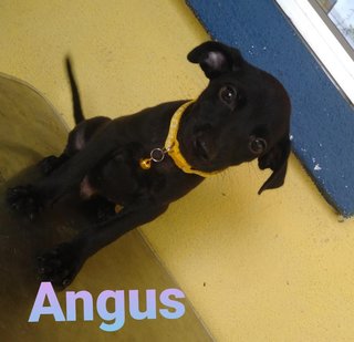 Angus - Mixed Breed Dog