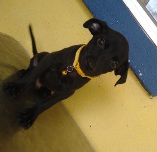 Angus - Mixed Breed Dog