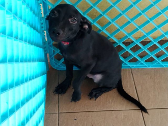 Angus - Mixed Breed Dog