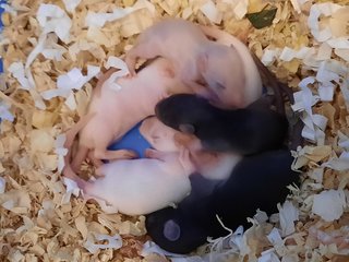 Baby Hopper Rats - Rat Small & Furry