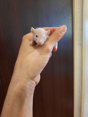 Baby Hopper Rats - Rat Small & Furry