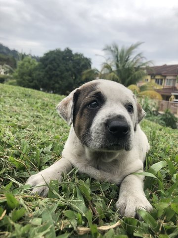 Rain - Mixed Breed Dog