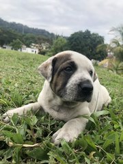 Rain - Mixed Breed Dog