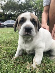 Sumo - Mixed Breed Dog