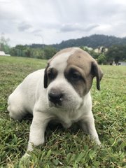 Sumo - Mixed Breed Dog