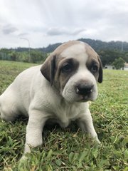 Sumo - Mixed Breed Dog