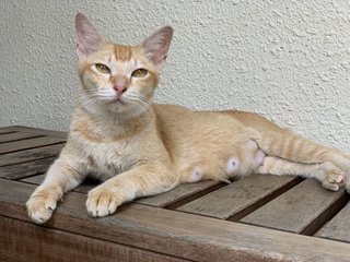 Jenny - Domestic Short Hair Cat