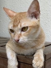Jenny - Domestic Short Hair Cat