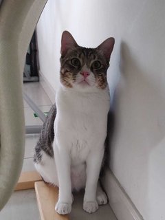 Bob (Pending Adoption) - Domestic Short Hair Cat