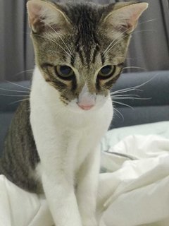 Bob (Pending Adoption) - Domestic Short Hair Cat