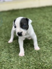 Oreo - Mixed Breed Dog