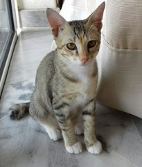 Mira - Domestic Short Hair Cat