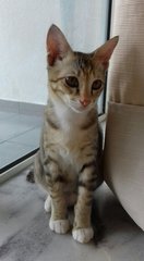 Mira - Domestic Short Hair Cat