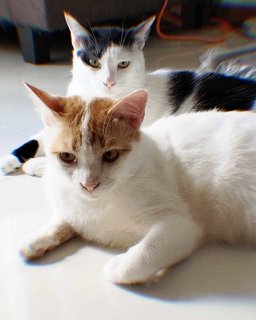 Boba &amp; Mika - Domestic Short Hair Cat