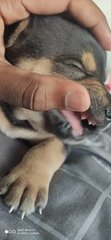 Cookie  - Mixed Breed Dog